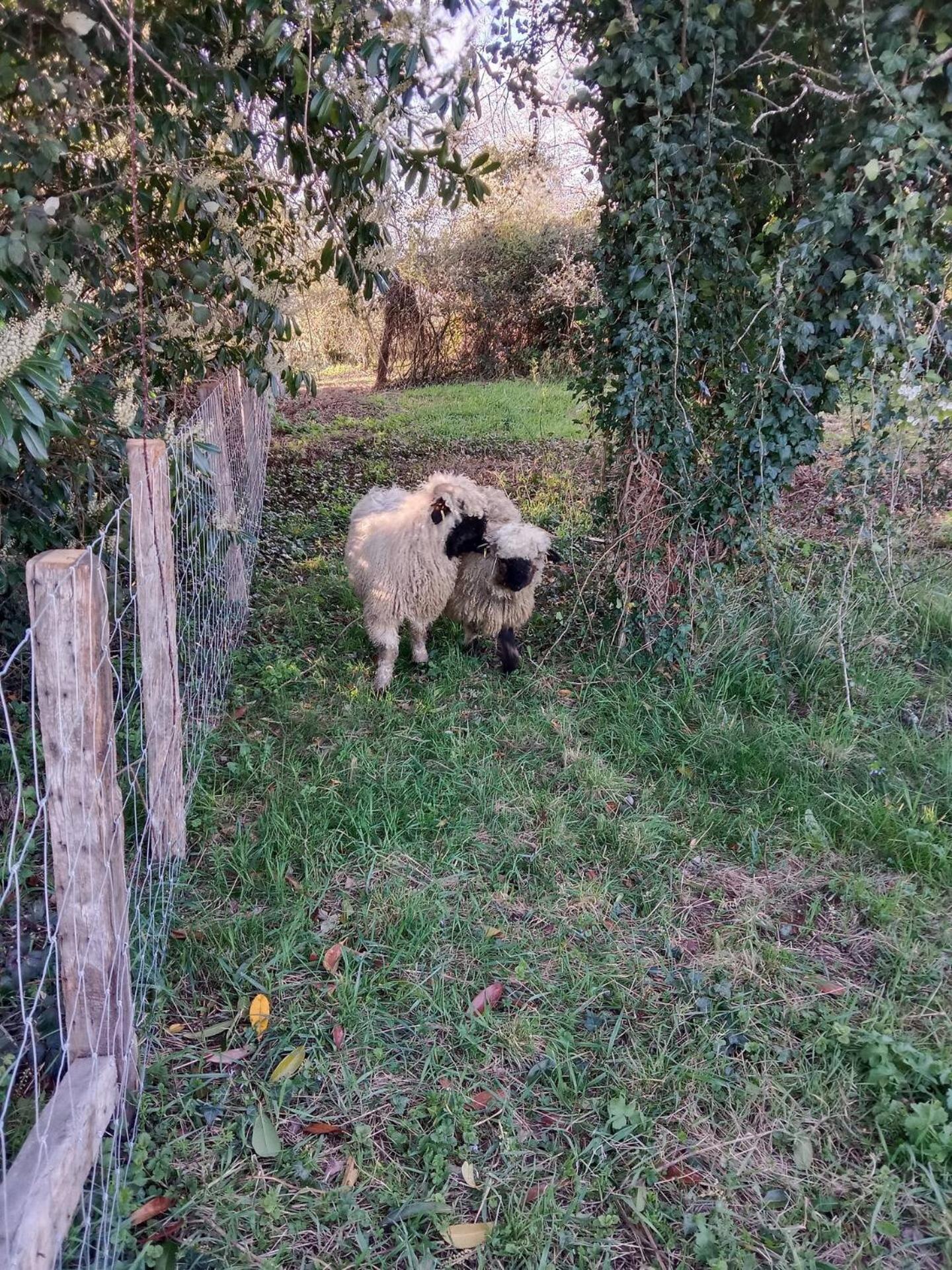 La Bergerie A Palleau, Les Bles Dores Et Les Graines De Lin A Corgengoux, Proches De Beaune Et De Ses Villages Viticoles